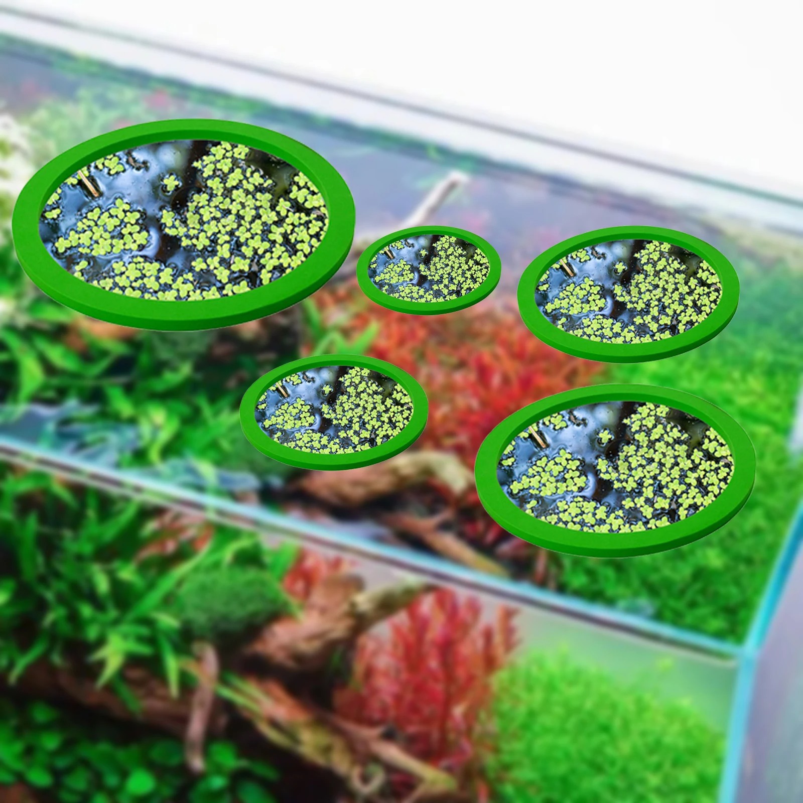 5 buah EVA cincin pemberi maka - Ocean Aquarium ulasan dan harga